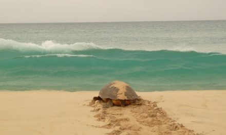 Sal: Turtles continue to nest on Sal – Oct 2010 – by Jacquie Cozens