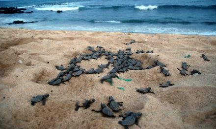 Sal: A day in the life of the turtle project  – by Jacquie Cozens – SOS Tartarugas