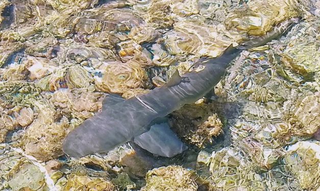 Sal: An unusual sighting – sharks